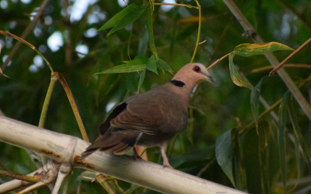 Red-eyed Dove - ML340802731