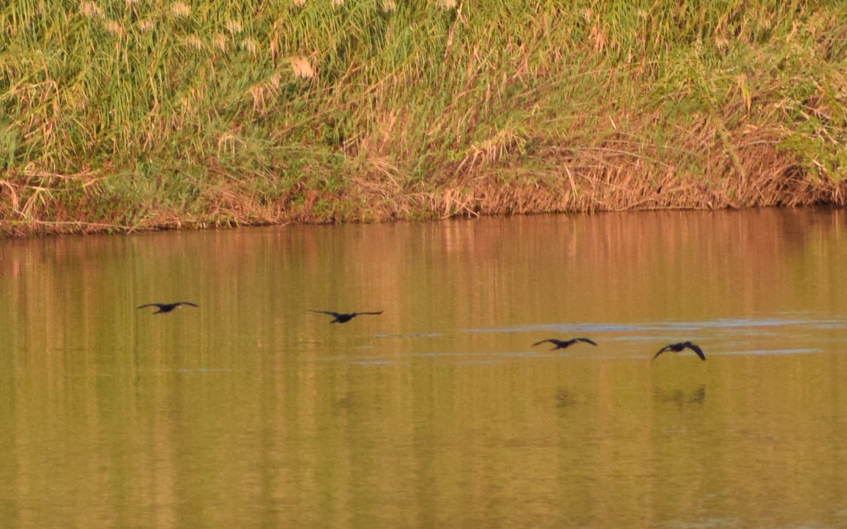 Reed Cormorant - ML340802761
