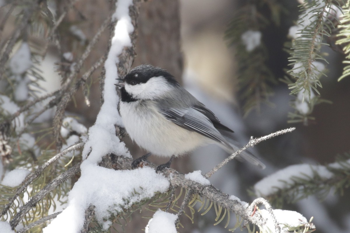 Black-capped Chickadee - ML340802941