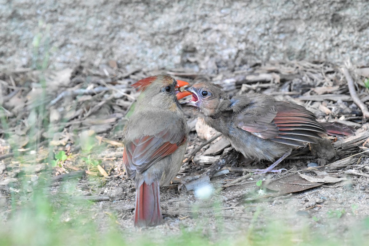 Northern Cardinal - Chip Davis