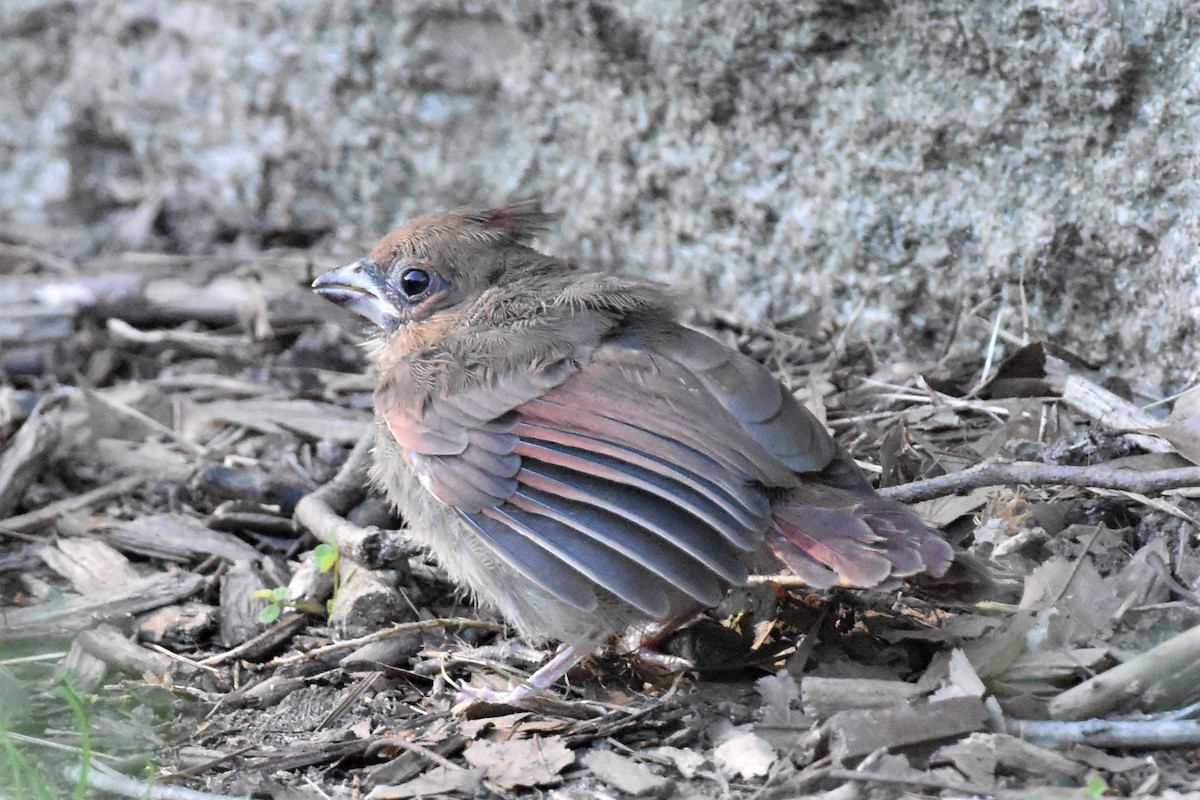 Northern Cardinal - ML340803121