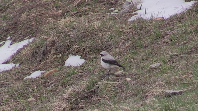 Northern Wheatear - ML340803411