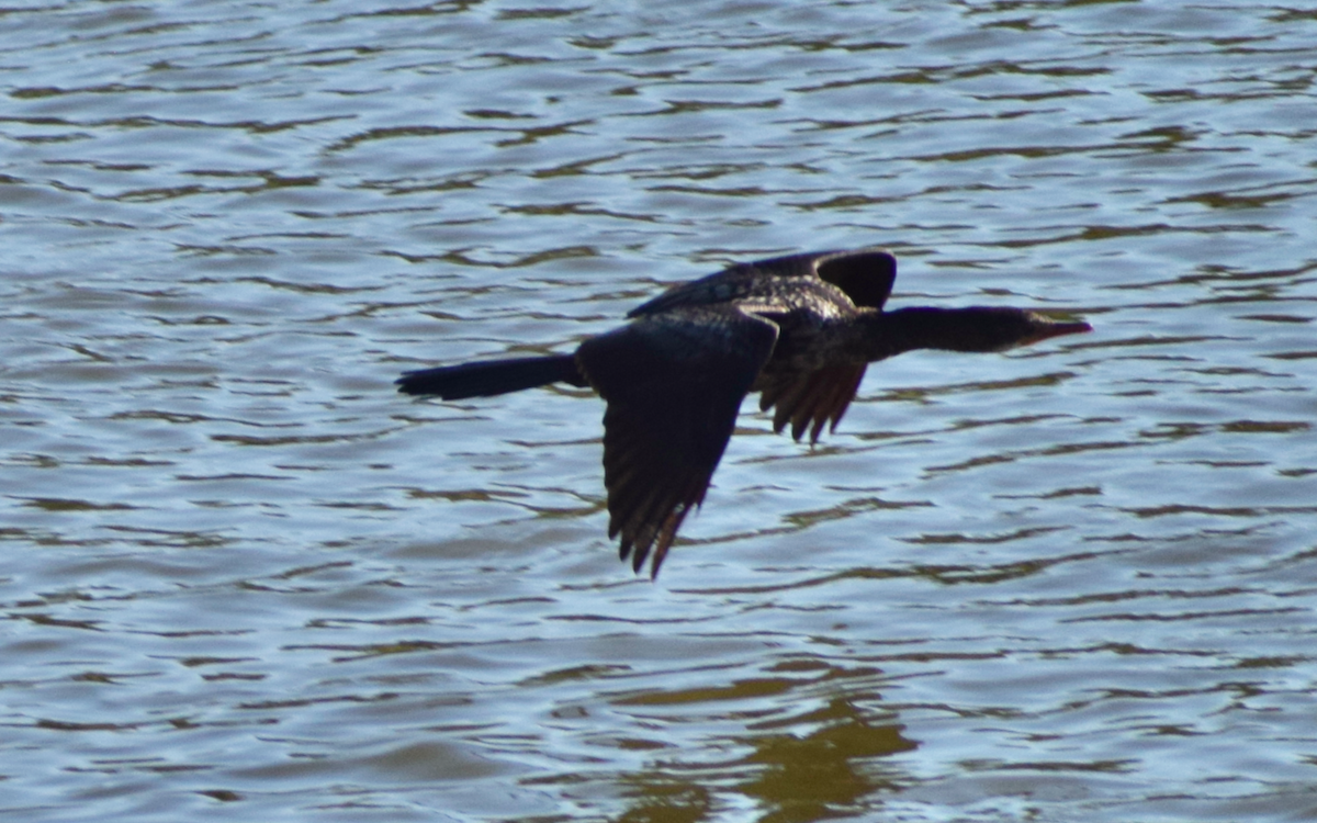 Reed Cormorant - ML340804571