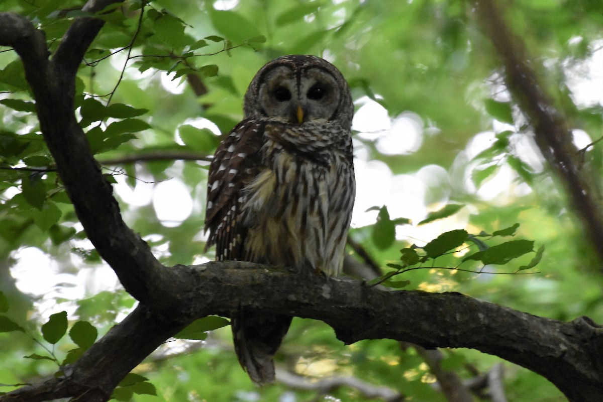 Barred Owl - ML340807491