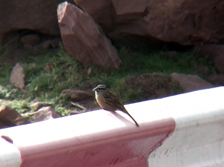 Rock Bunting - Josep del Hoyo