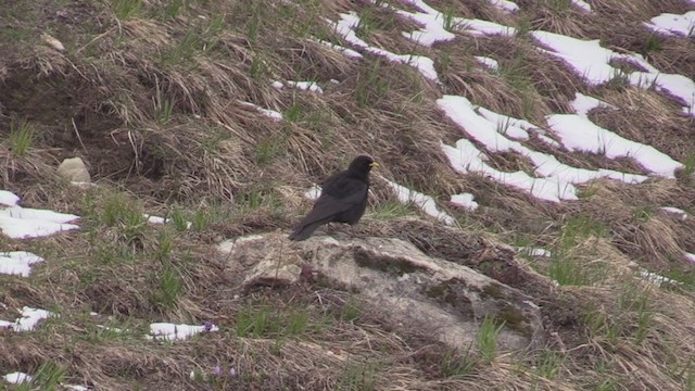 Yellow-billed Chough - ML340808071