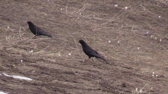 Yellow-billed Chough - ML340808701