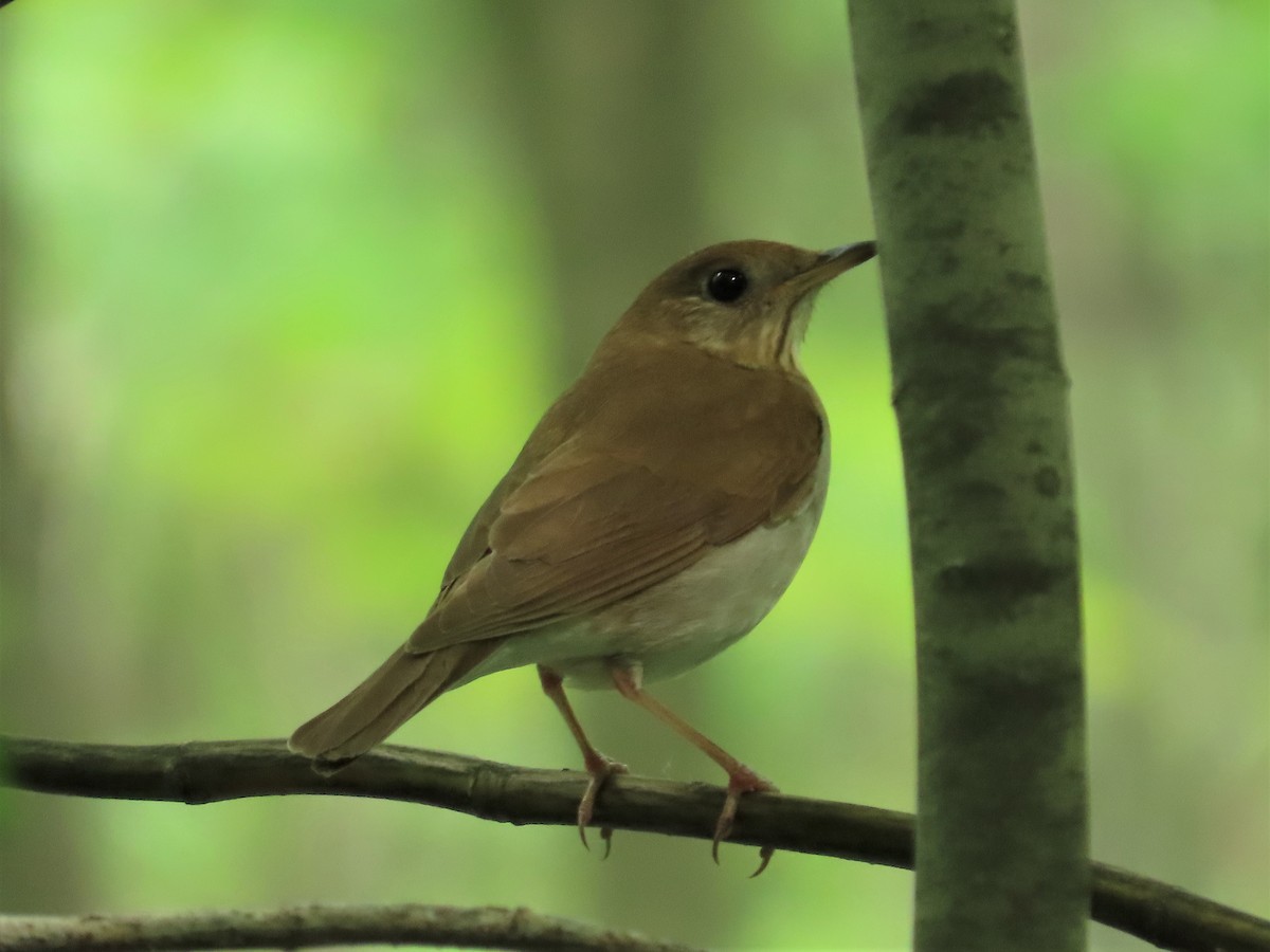 Veery - ML340809671