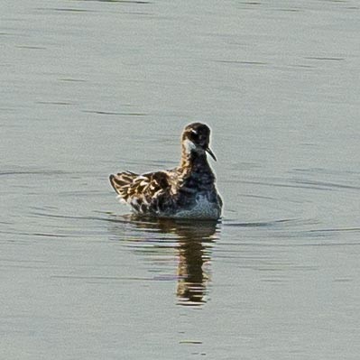 Red-necked Phalarope - ML340811081