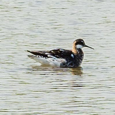 Red-necked Phalarope - ML340811181