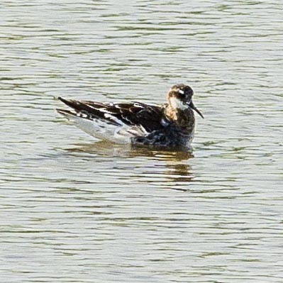 svømmesnipe - ML340811301