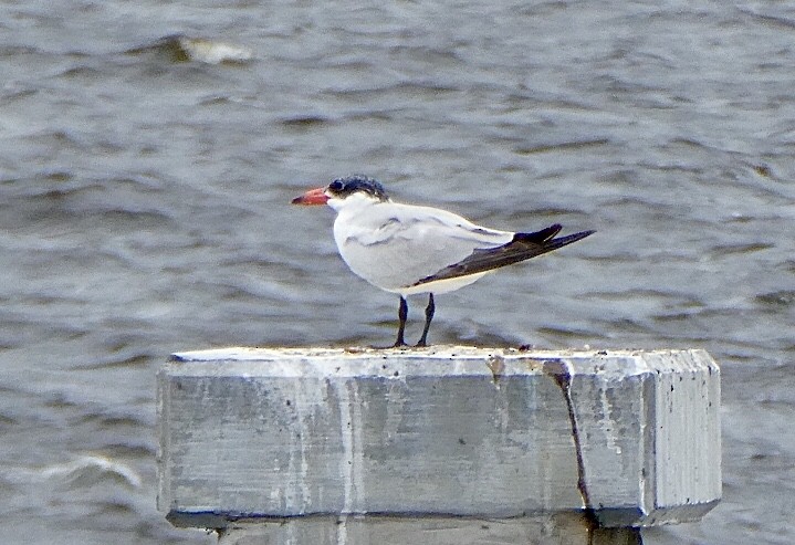 Caspian Tern - ML340812081