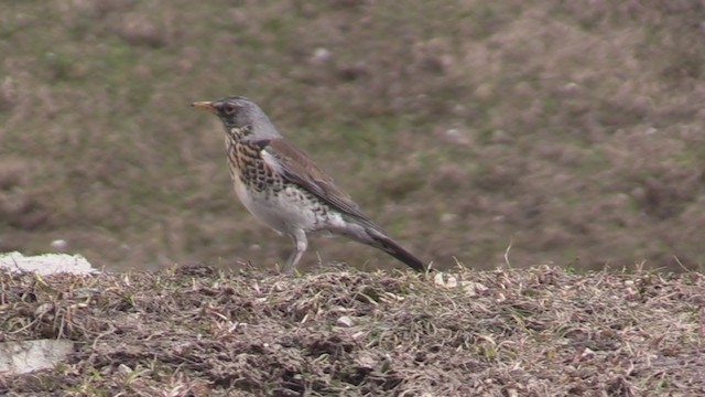 Fieldfare - ML340812391