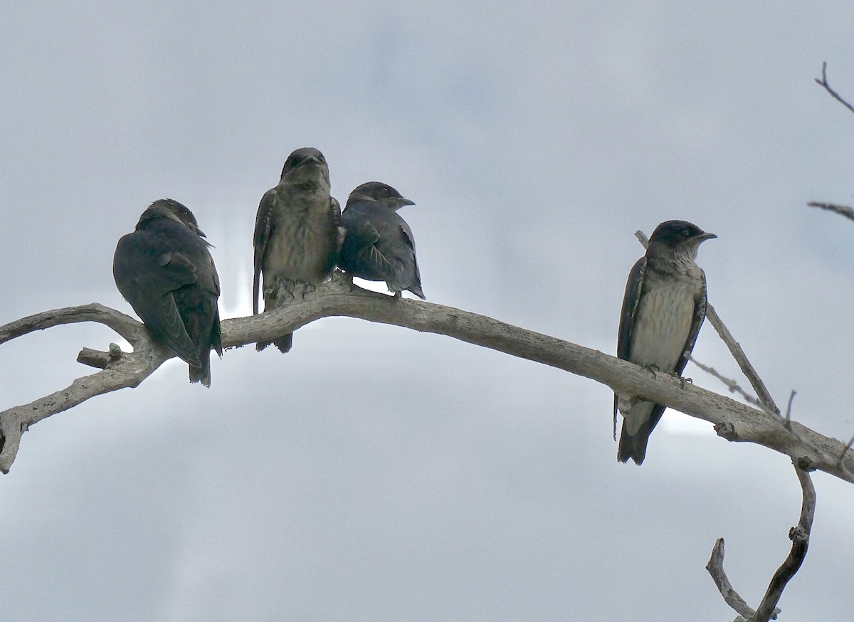 Purple Martin - ML340812521