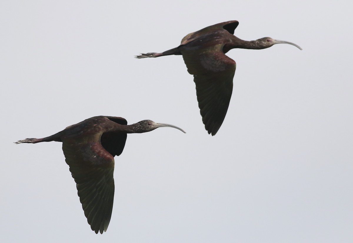 ibis americký - ML340813751