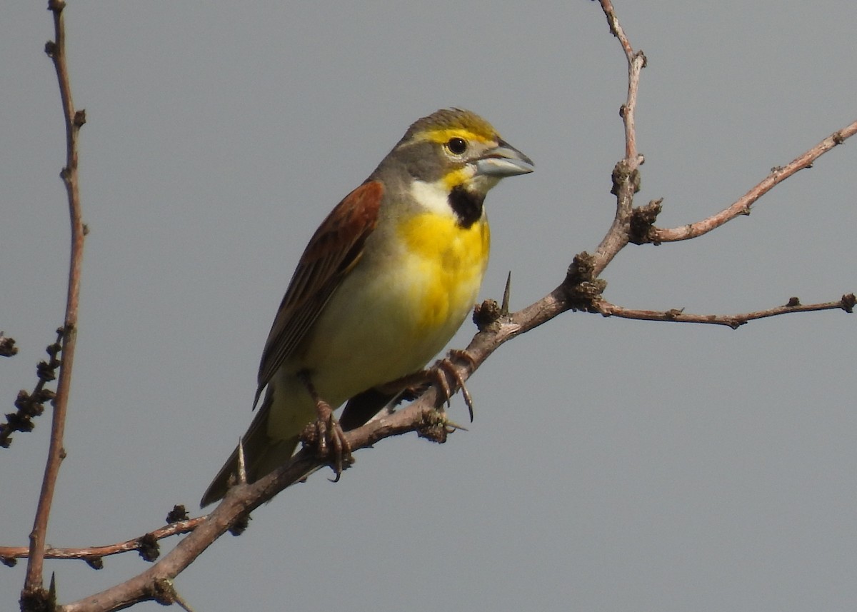 Dickcissel - Mary K Gardner