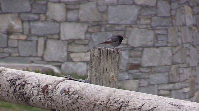 Black Redstart - ML340816901