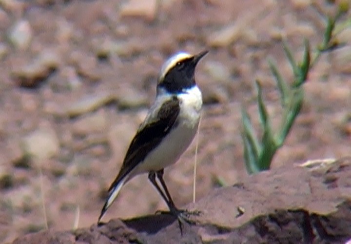 Atlas Wheatear - Josep del Hoyo