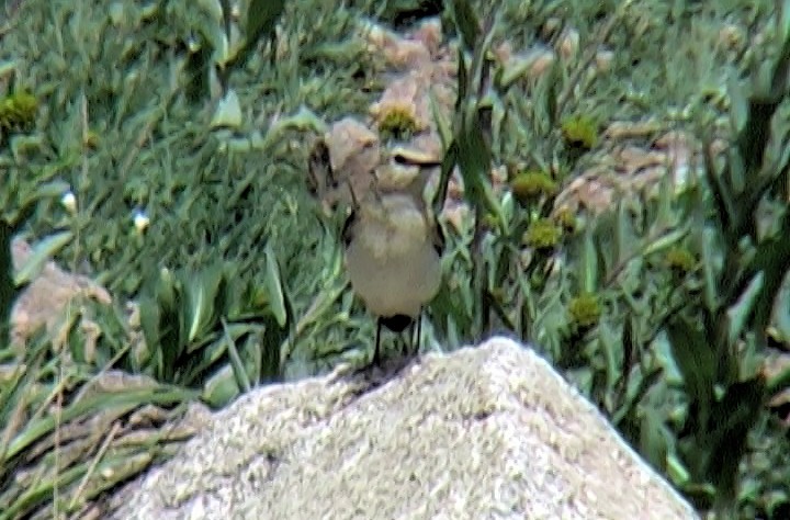 Atlas Wheatear - Josep del Hoyo