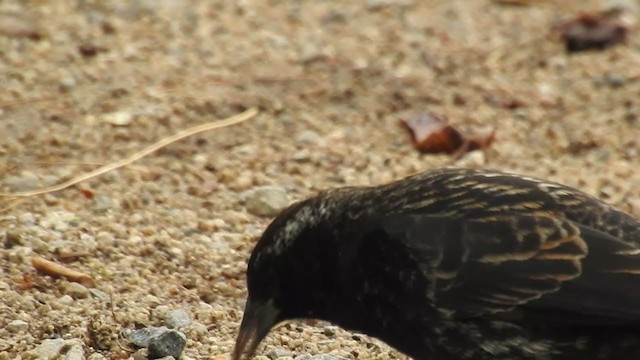 Yellow-winged Blackbird - ML340818481