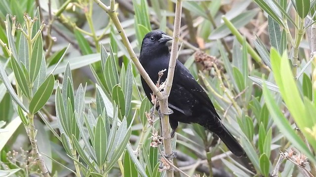 Yellow-winged Blackbird - ML340818981