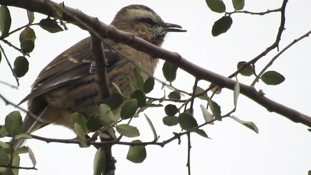 Chilean Mockingbird - ML340819261