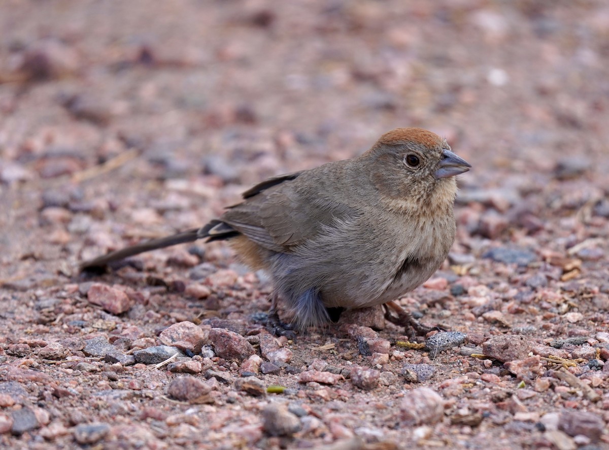 Canyon Towhee - ML340819701