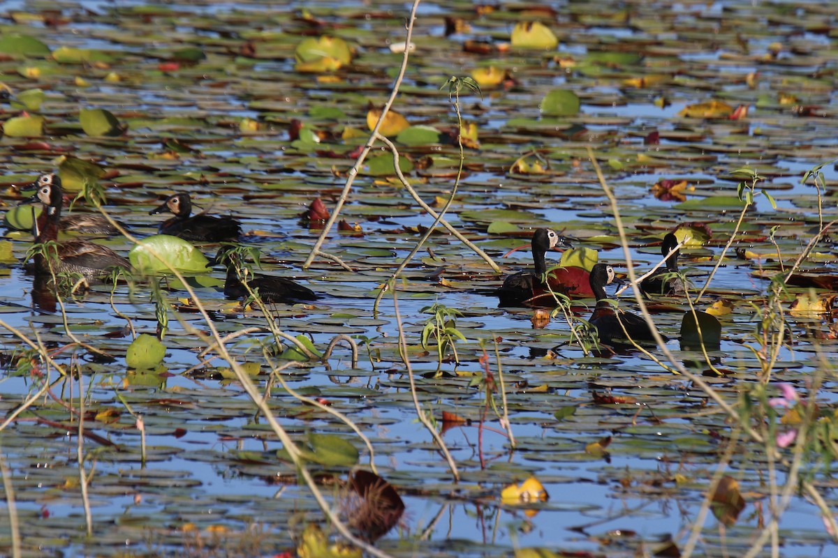 White-faced Whistling-Duck - ML34081971