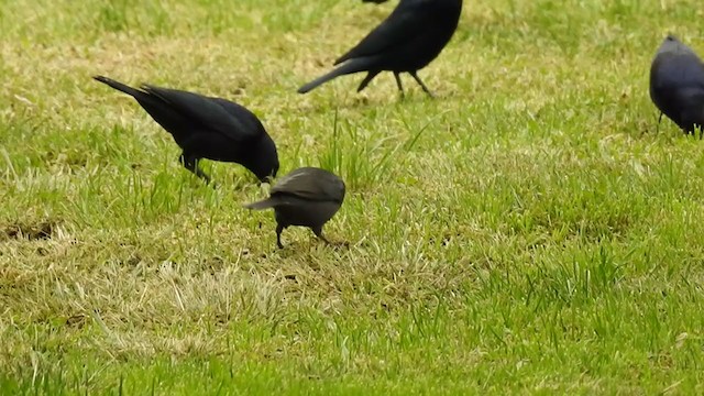 Shiny Cowbird - ML340820231