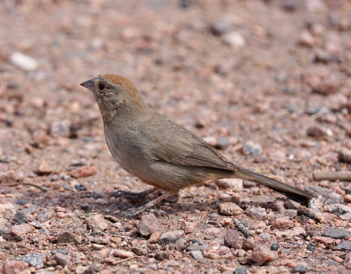 Canyon Towhee - ML340821111