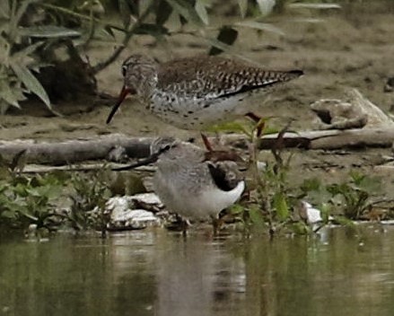 Terek Sandpiper - ML340822391