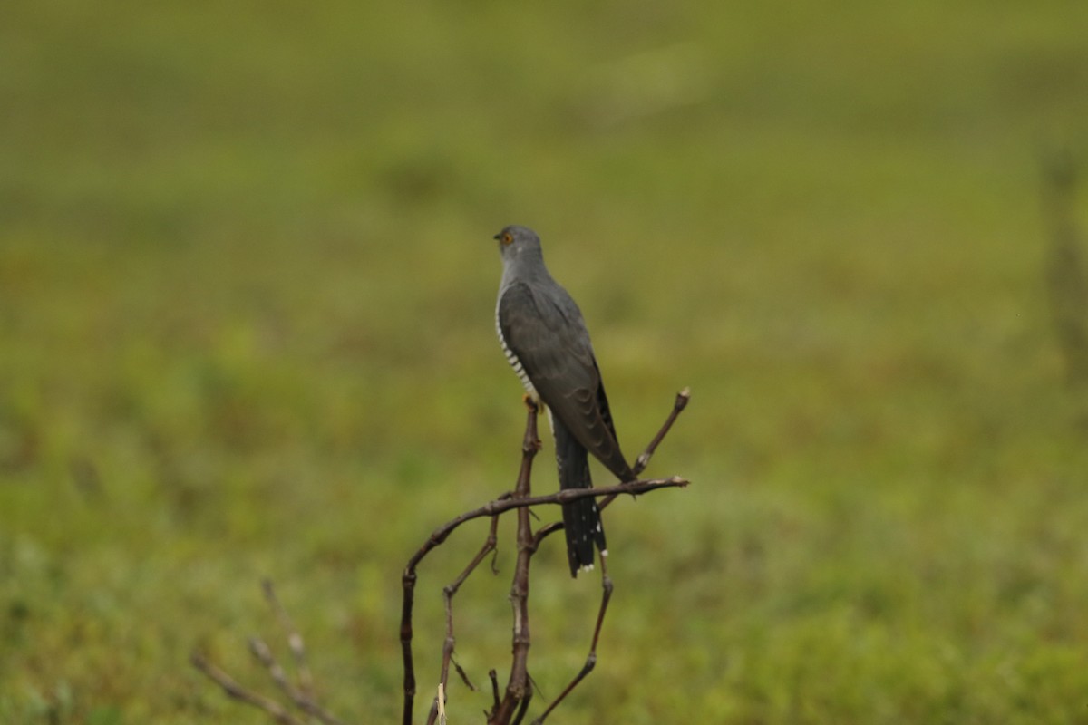 Common Cuckoo - ML340822591