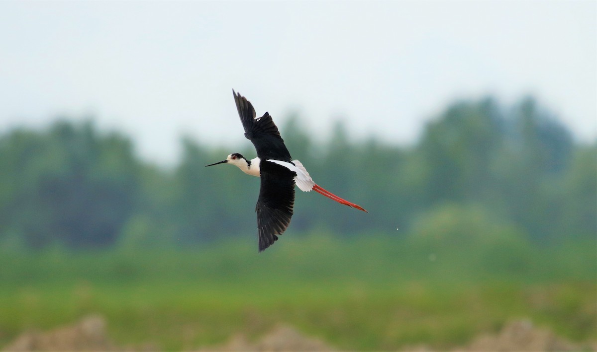 Black-winged Stilt - ML340824461