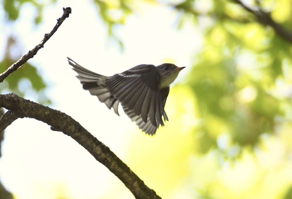 Eastern Wood-Pewee - Peter Ferrera