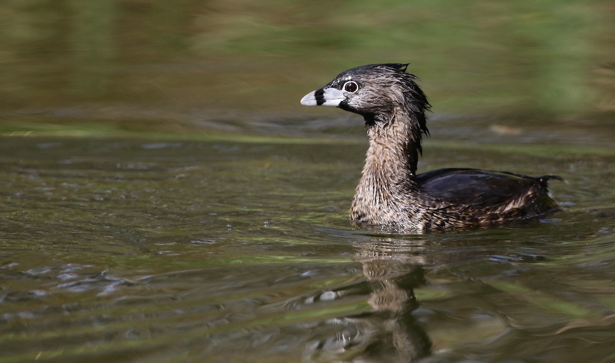 Pied-billed Grebe - ML340828561