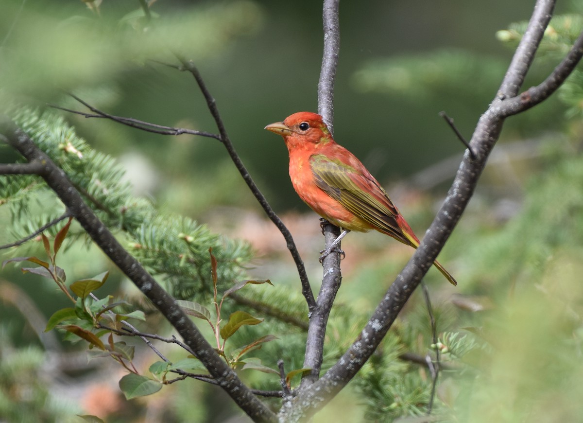 Summer Tanager - ML340828591