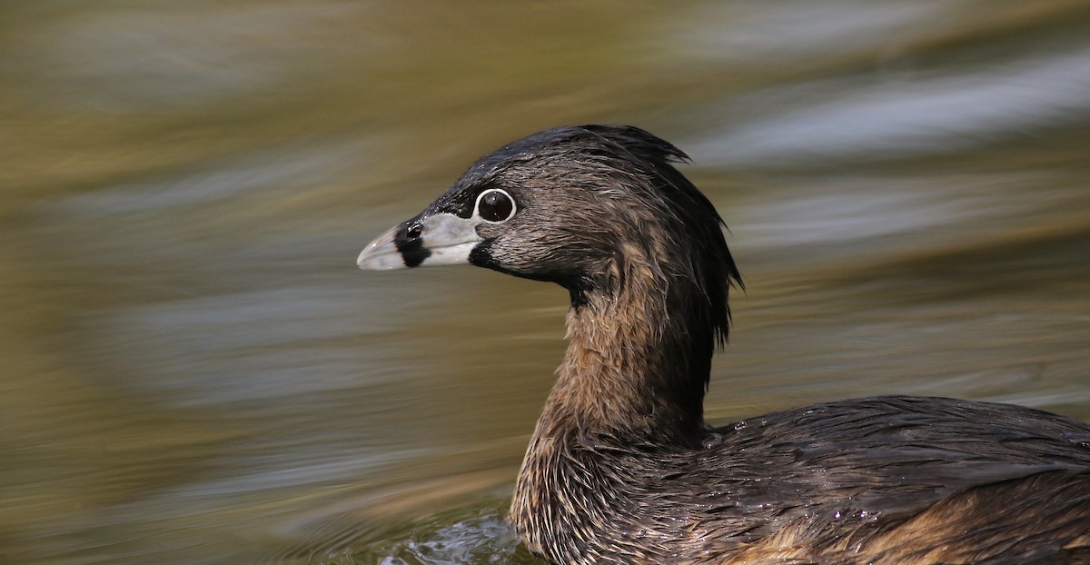 Pied-billed Grebe - ML340828641