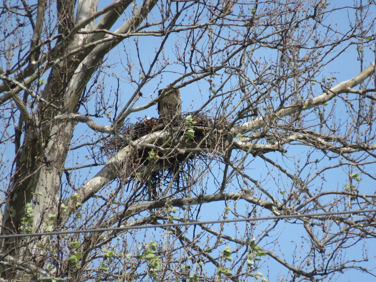 Rotschwanzbussard - ML340828661
