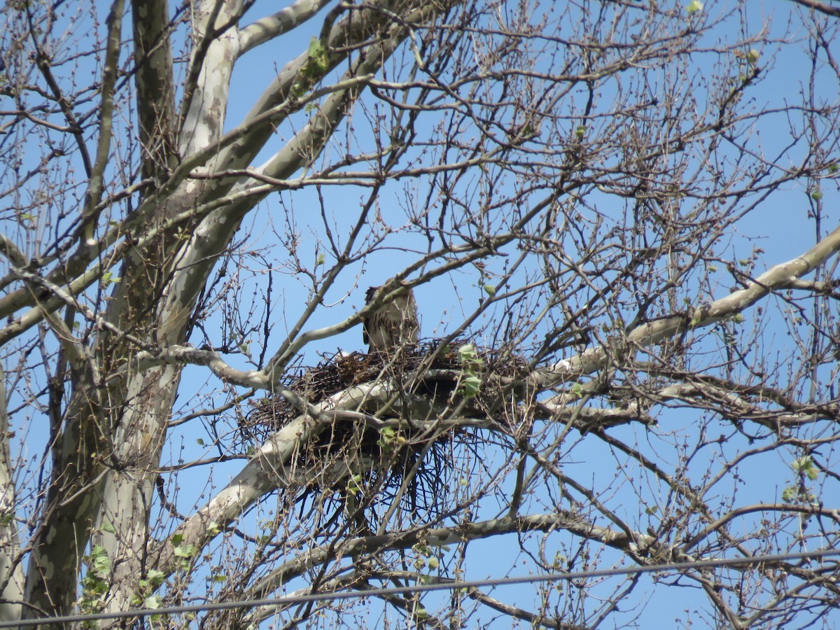 Rotschwanzbussard - ML340828671