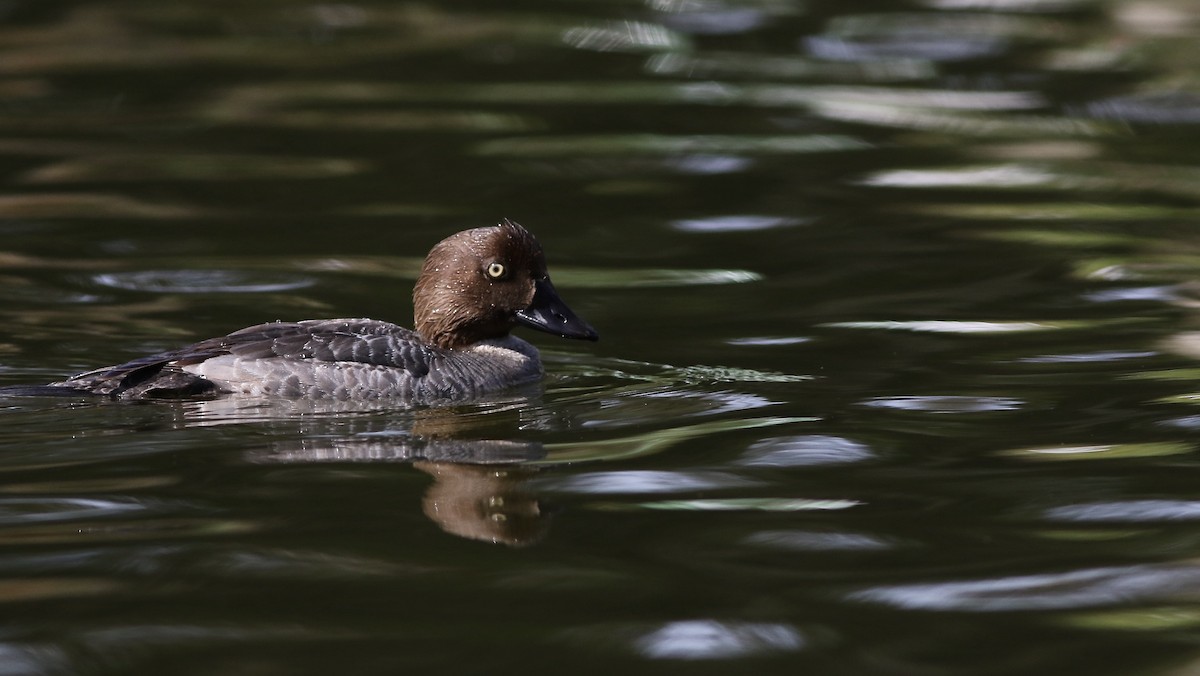 Common Goldeneye - ML340828861