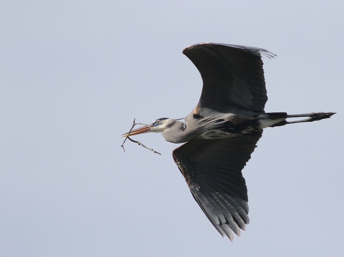 Great Blue Heron - ML340828891