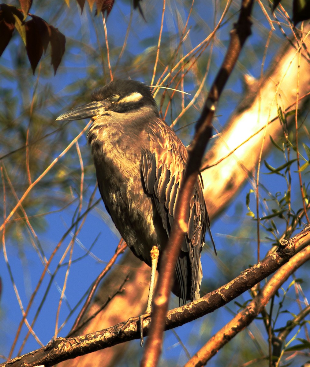 Yellow-crowned Night Heron - ML340829101