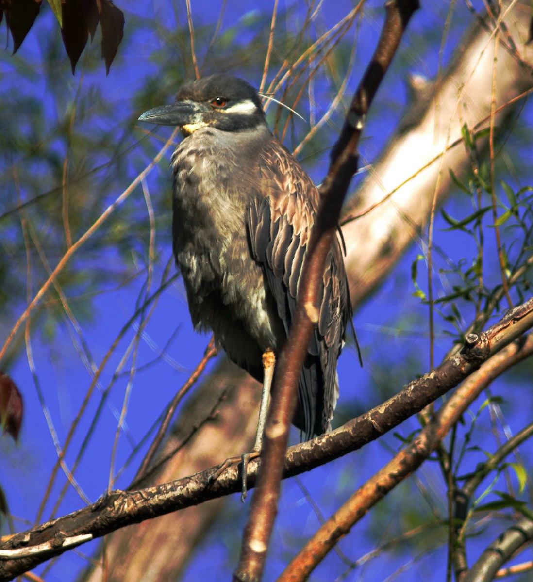 Yellow-crowned Night Heron - ML340829181