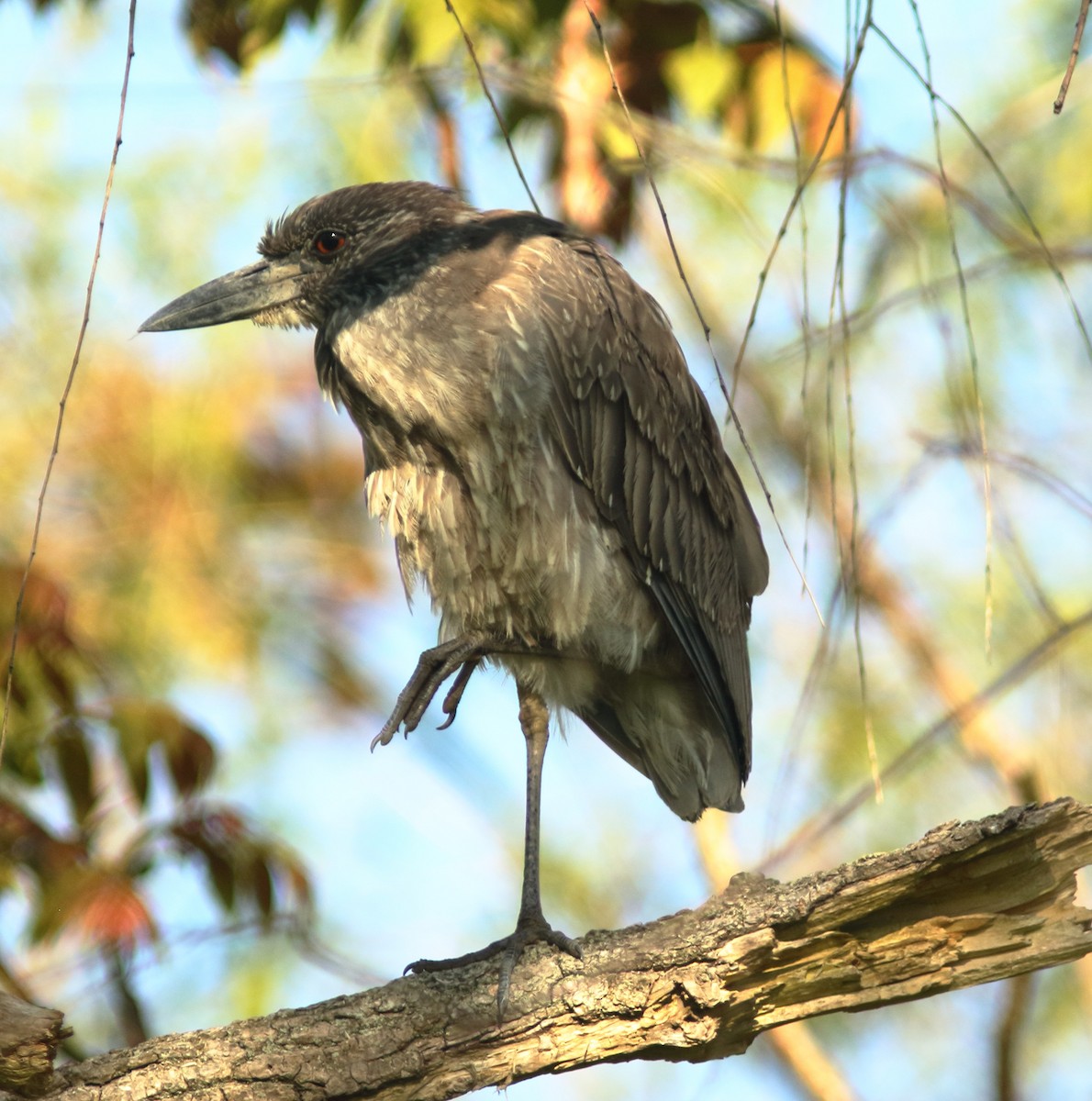 Yellow-crowned Night Heron - ML340829261