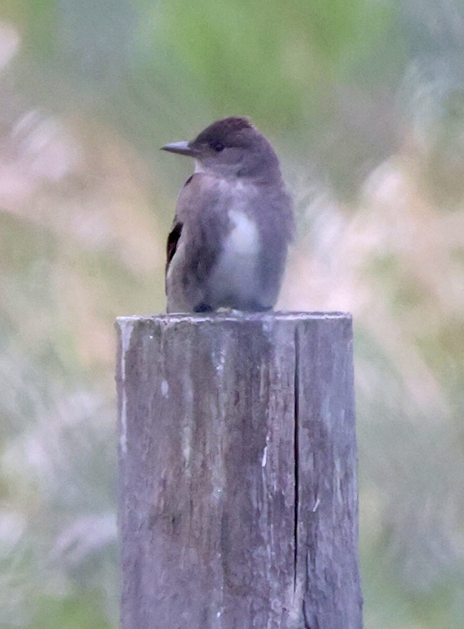 Olive-sided Flycatcher - ML340829901