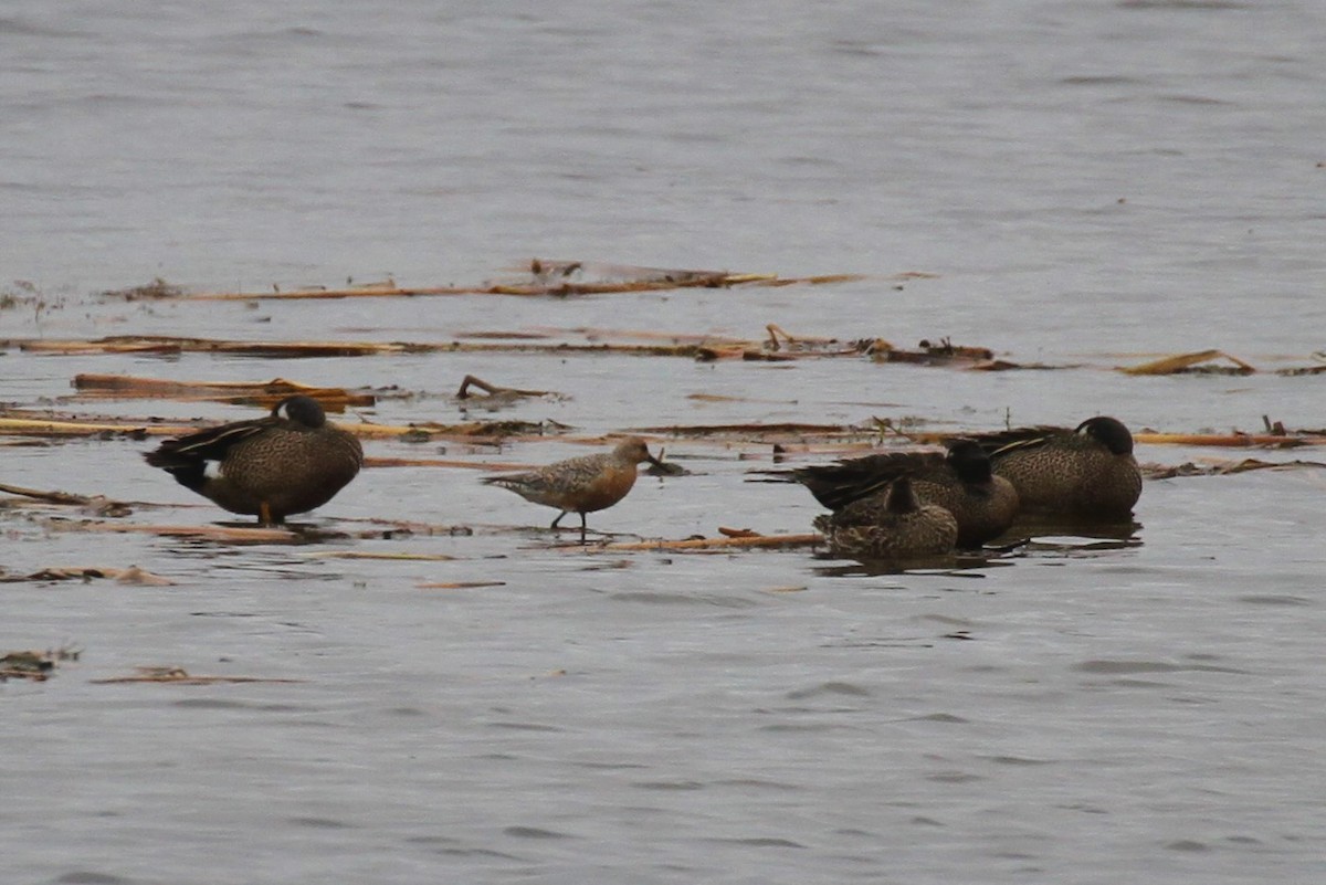 Red Knot - ML340830071