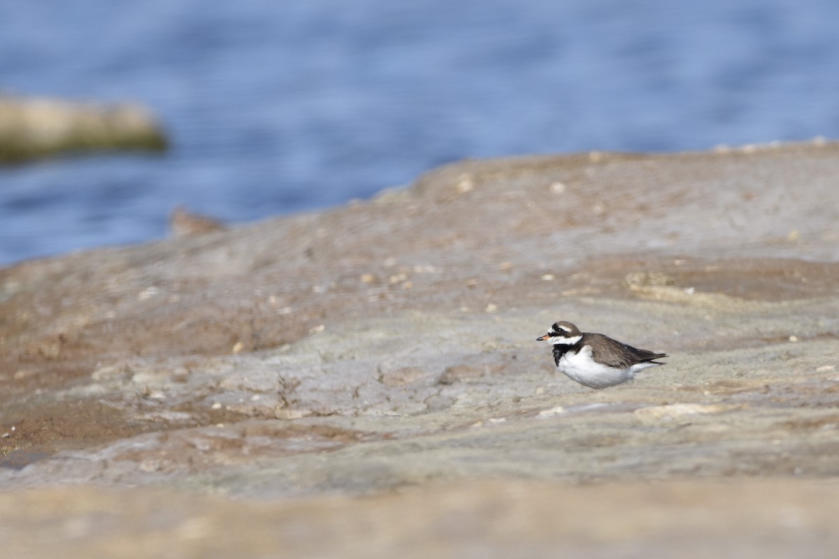 Common Ringed Plover - ML340830161