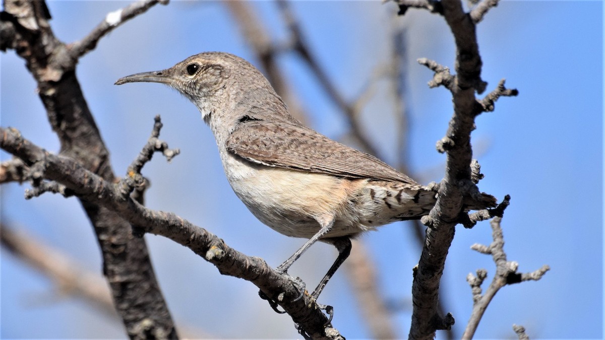 Rock Wren - ML340830431