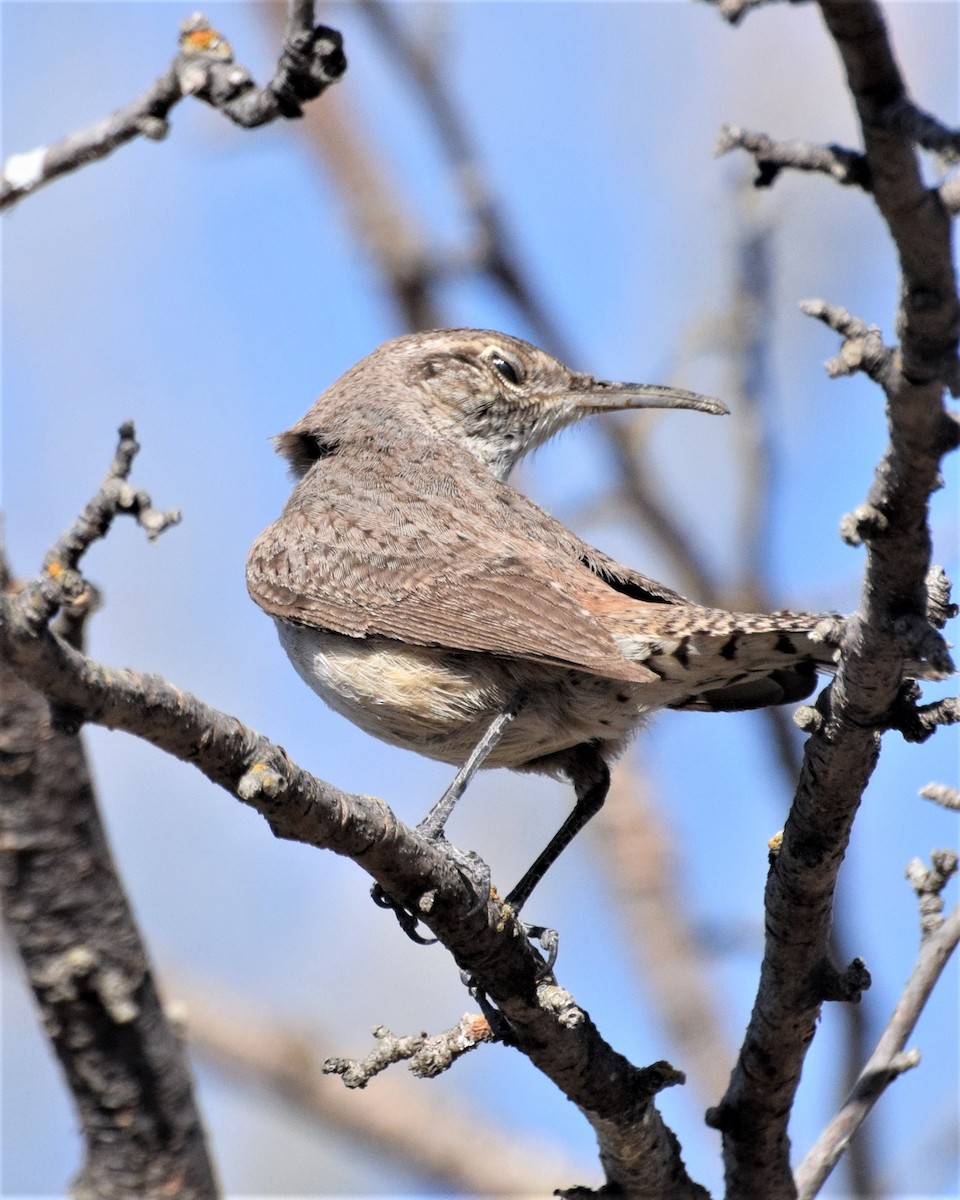 Rock Wren - ML340830481