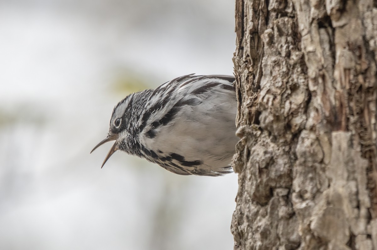 Black-and-white Warbler - Kalpesh Krishna
